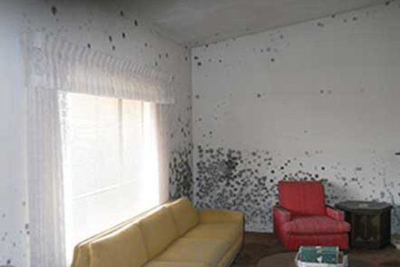 mold in the home