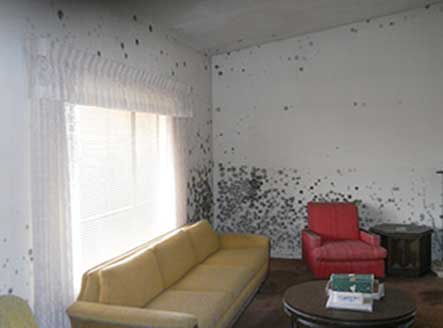 home with mold