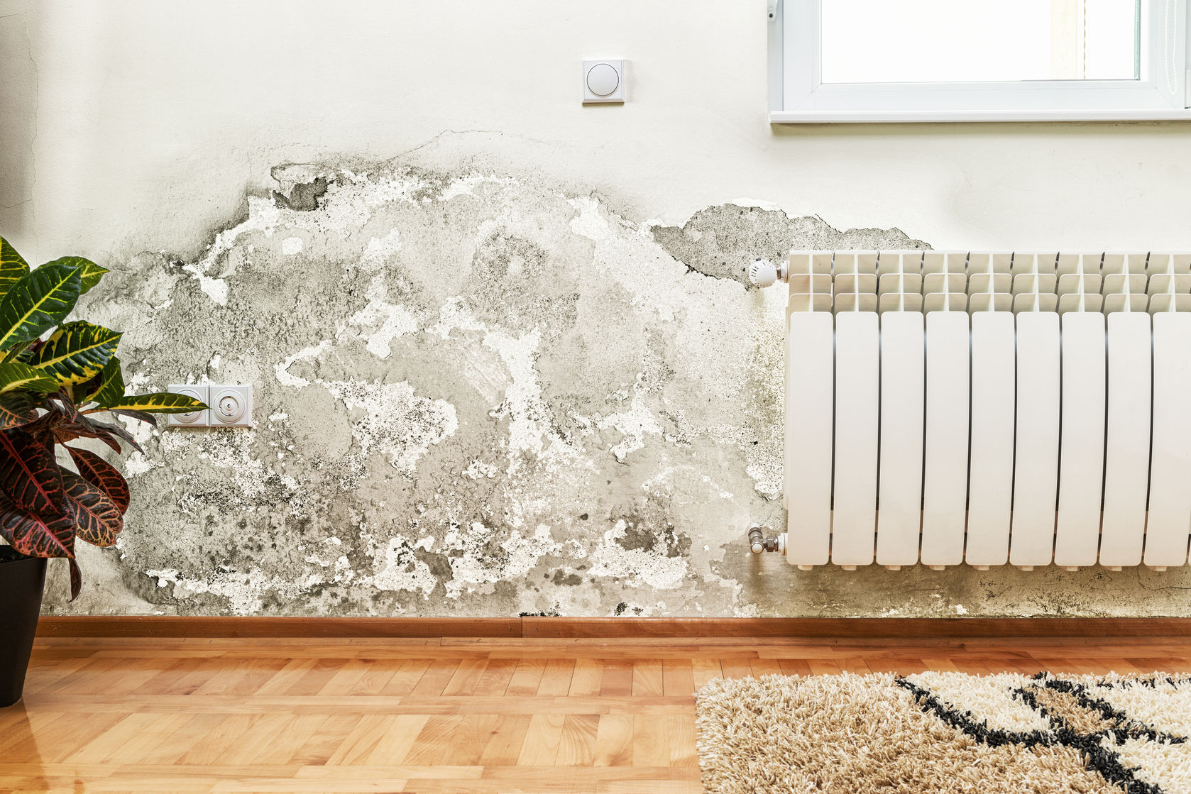 damage caused by damp on a wall in modern house damage caused by damp on a wall in modern house